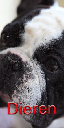 Dieren